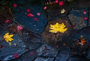 Leaves - Stones 8716a